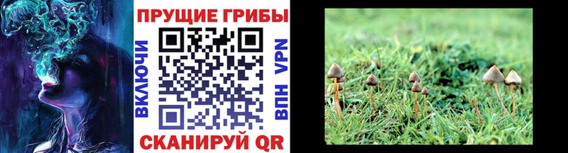 Галлюциногенные грибы Cubensis  Бутурлиновка 